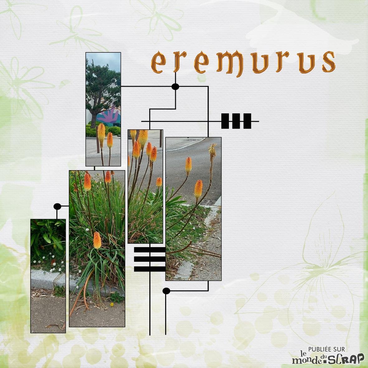 eremurus.jpg