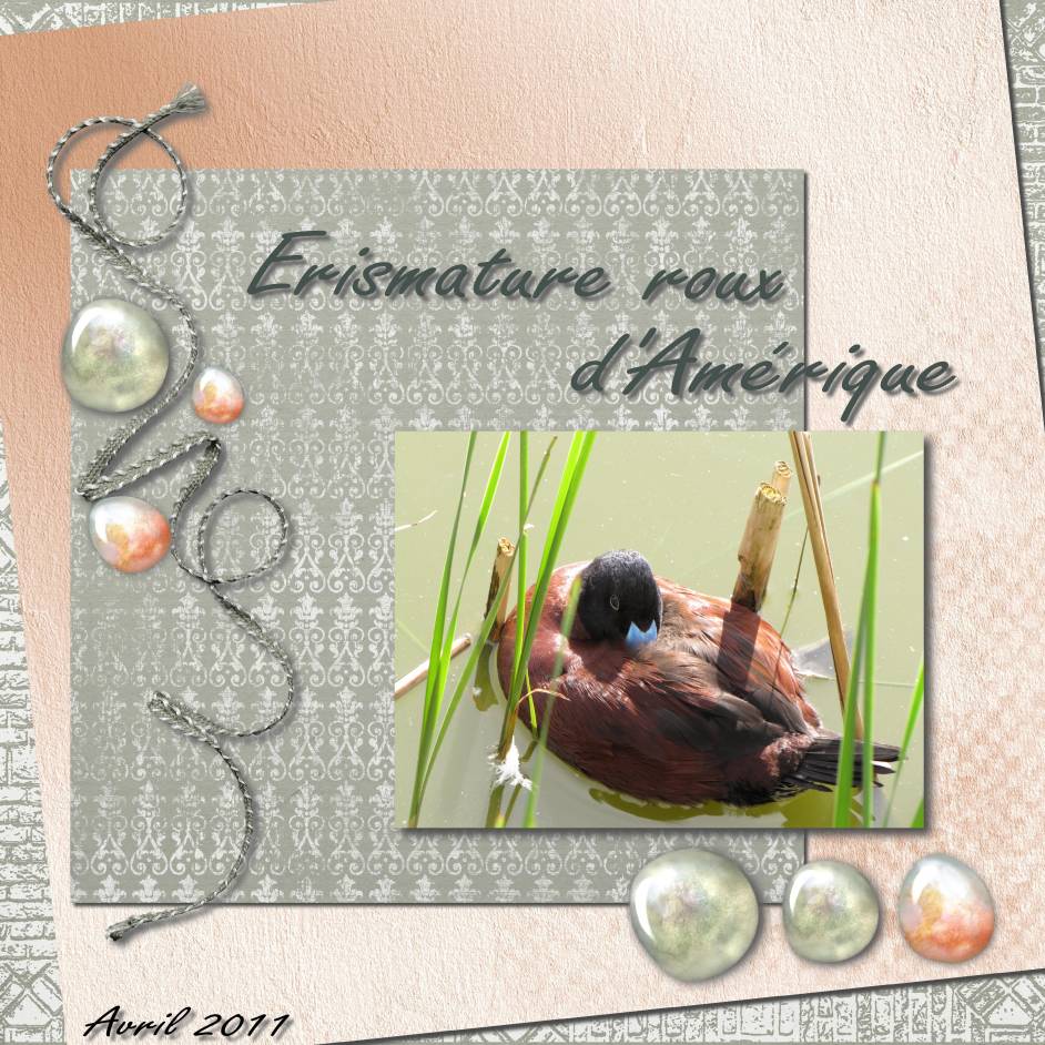 Erismature roux d'Amérique