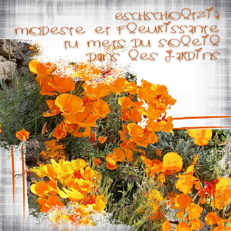 ESCHSCHOlZIA 09-05-21.jpg