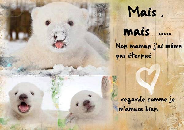 espiègle petit ours blanc .