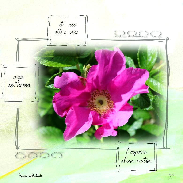 et rose elle a vecu.jpg
