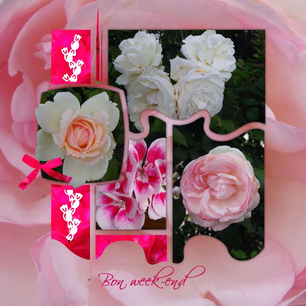 Et rose elle a vécu......