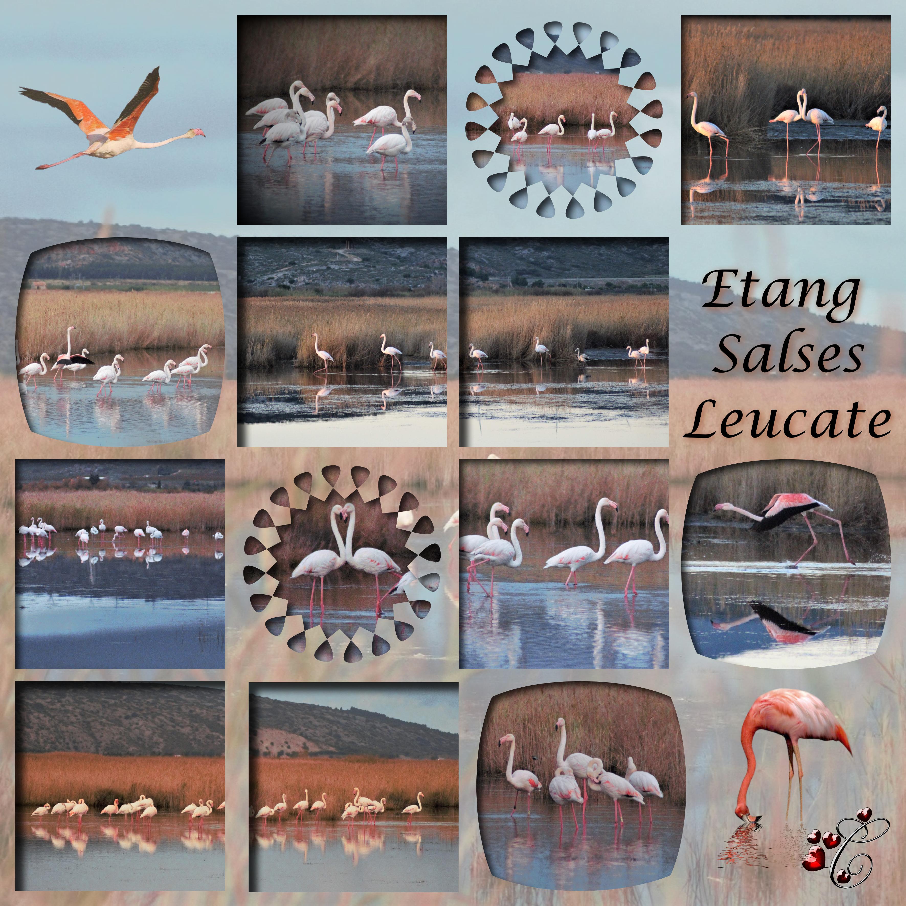 Etang Salses Leucate.jpg