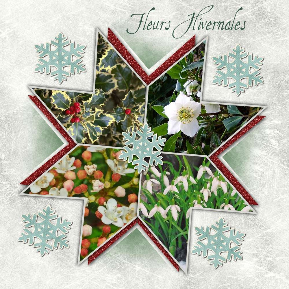 Etoiles_d'hiver suite_et_fin