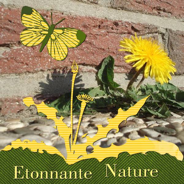 ETONNANTE NATURE