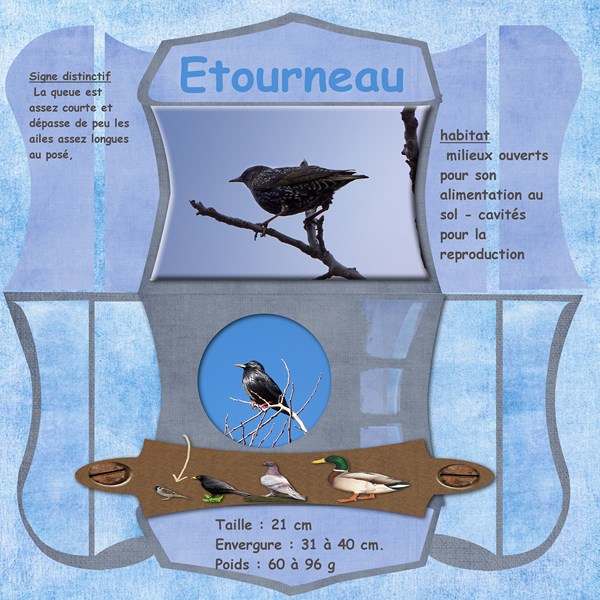 etourneau