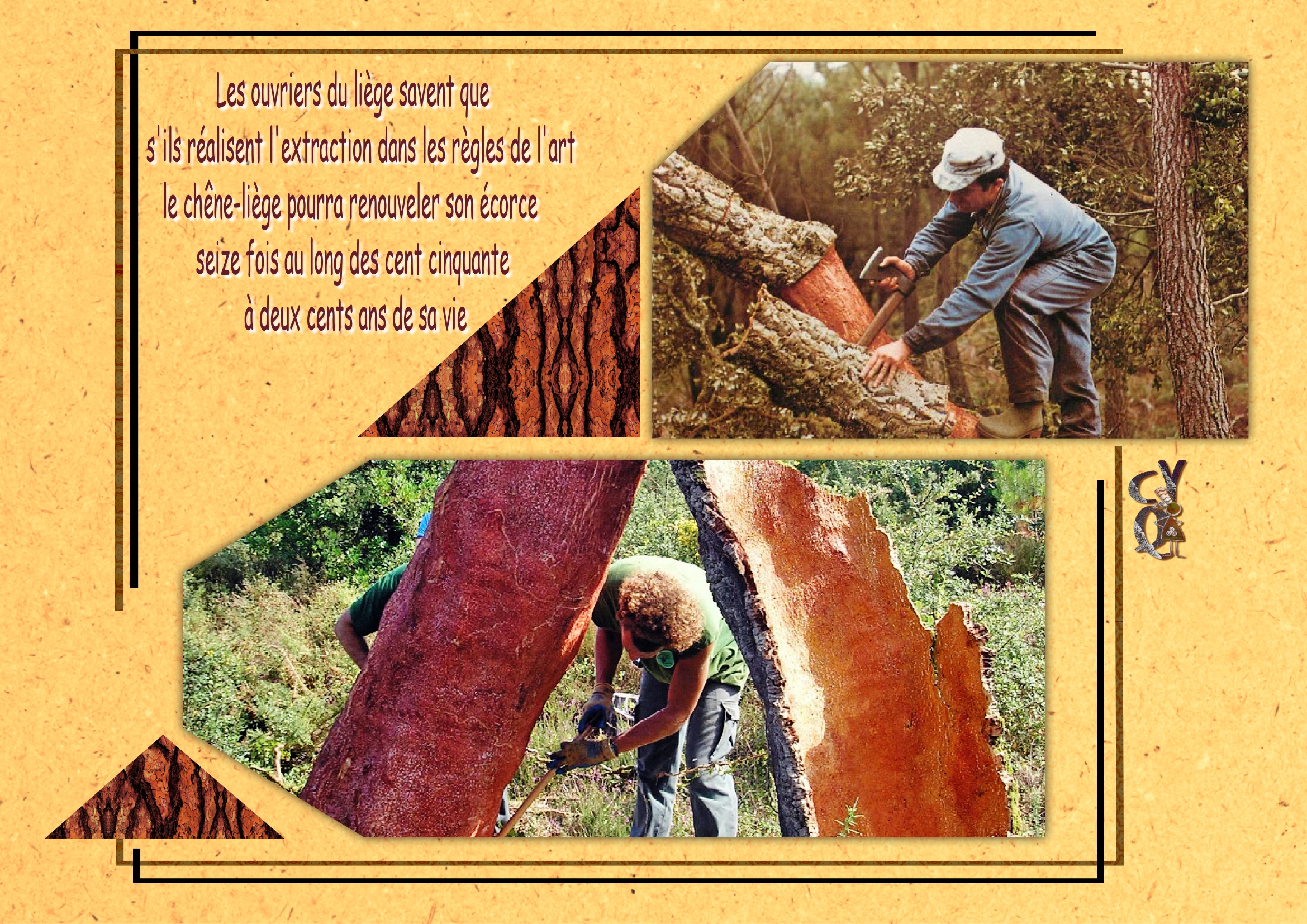 Extraction du liège.jpg