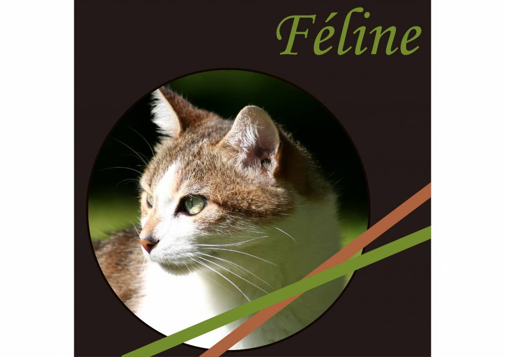 Féline