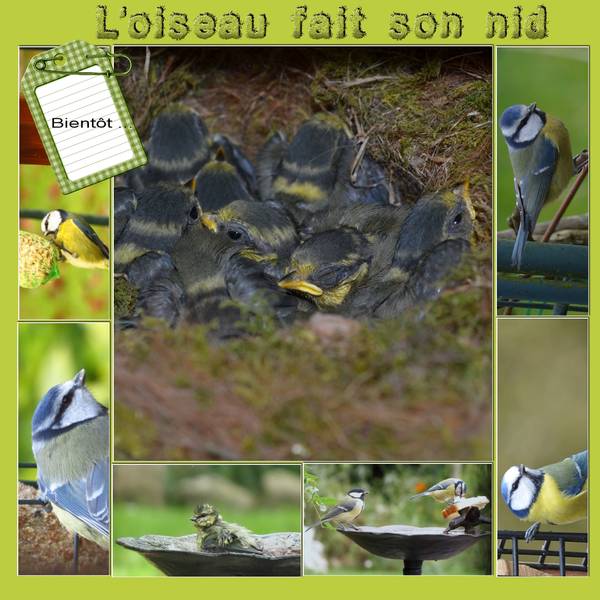 Fait_comme_l_oiseau1