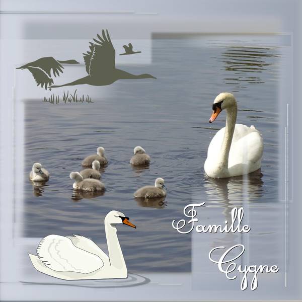 FAMILLE CYGNE