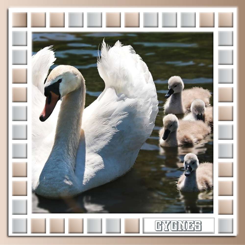 FAMILLE CYGNES