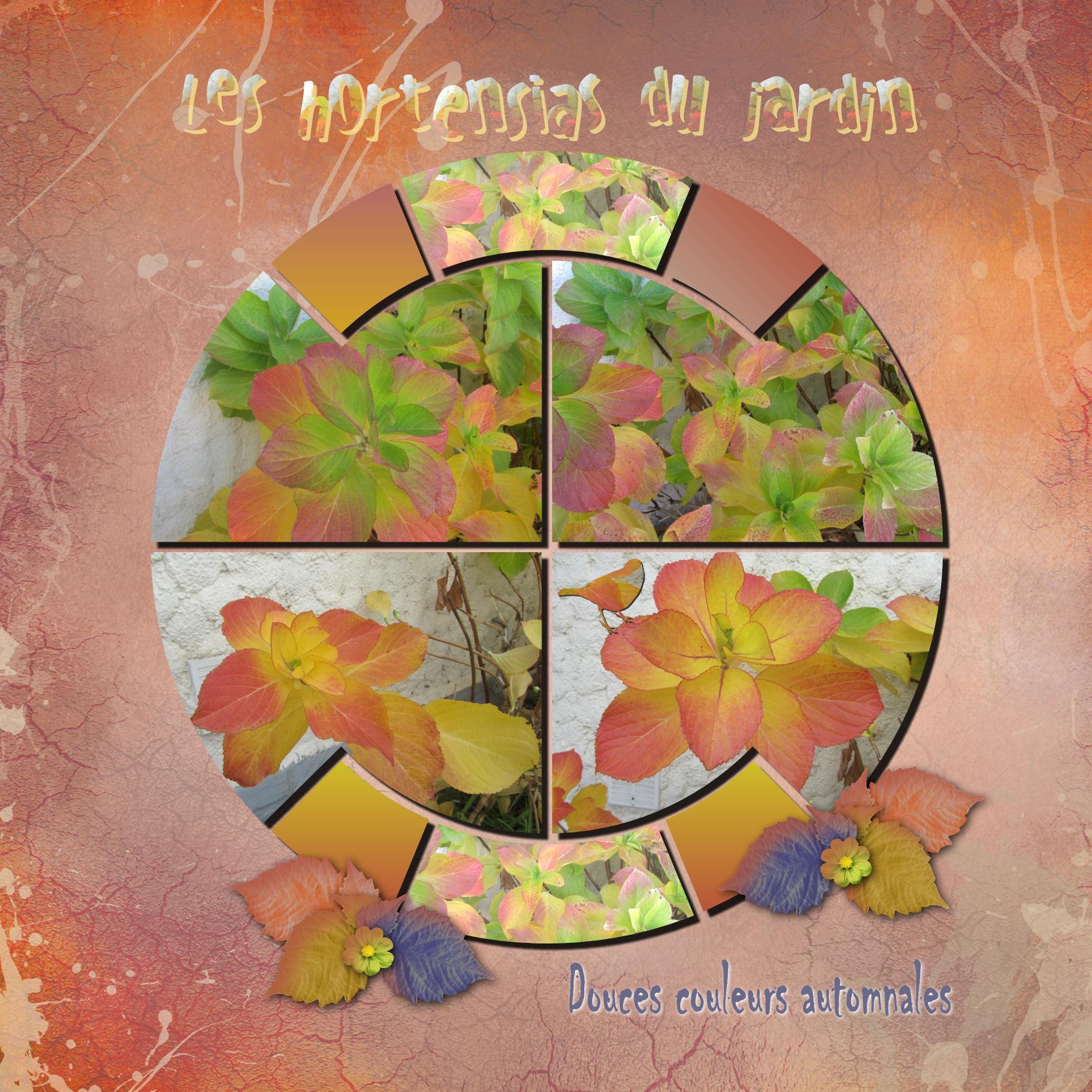 Feuillage des hortensias.jpg