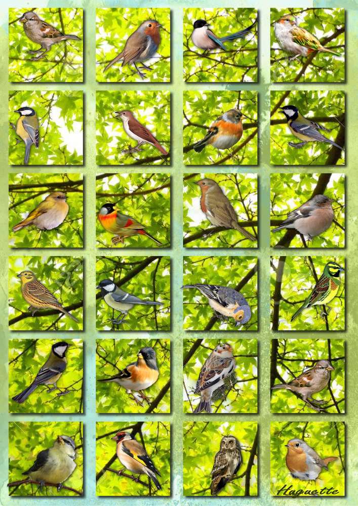 feuillage_et_oiseaux