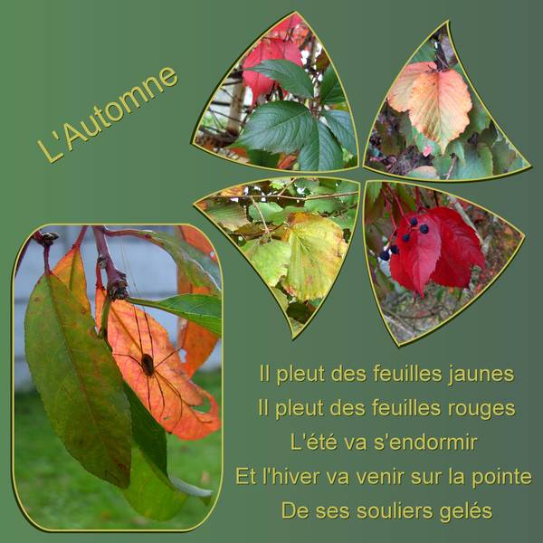 FEUILLAGES AUX COULEURS DE L'AUTOMNE