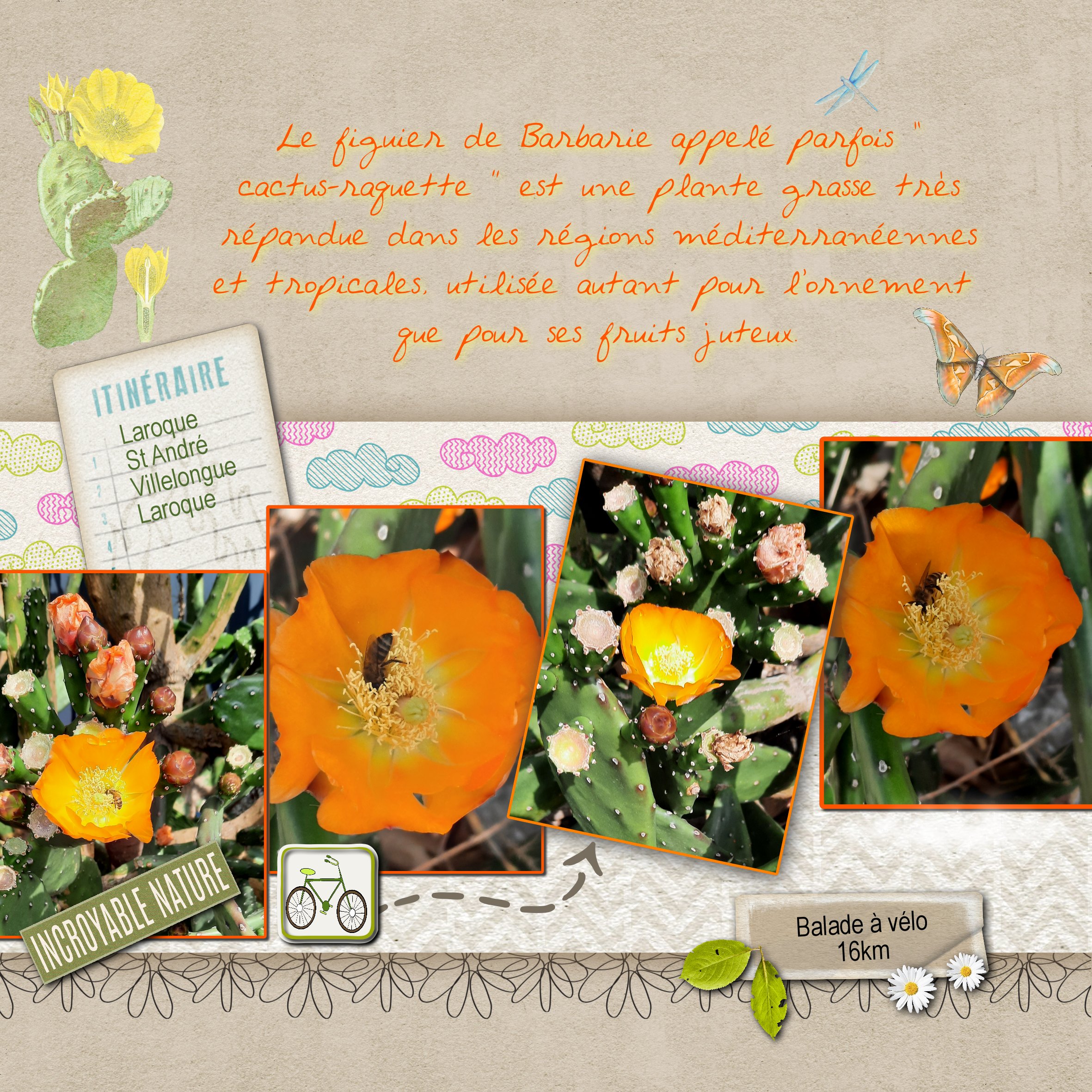 figuier de Barbarie .jpg