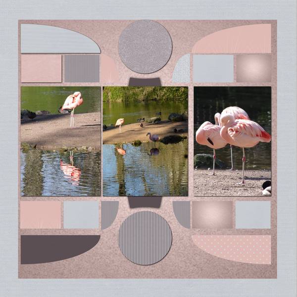 flamands roses