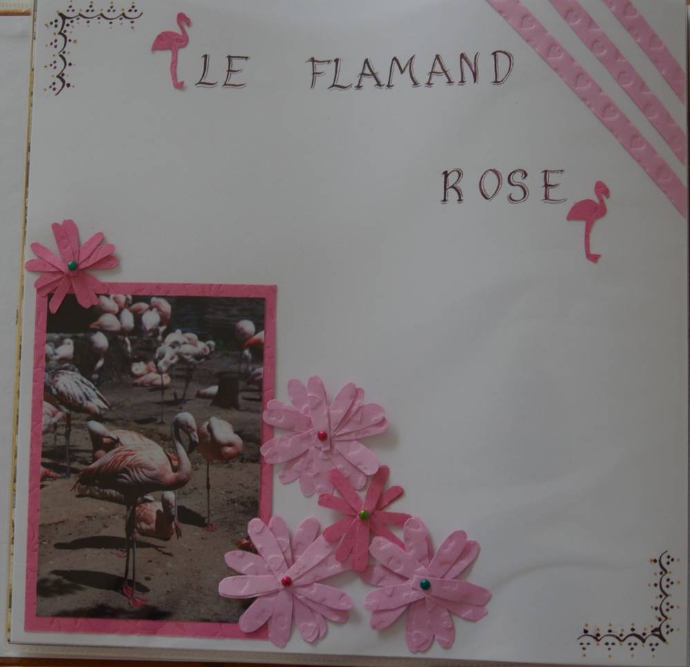 flamands roses