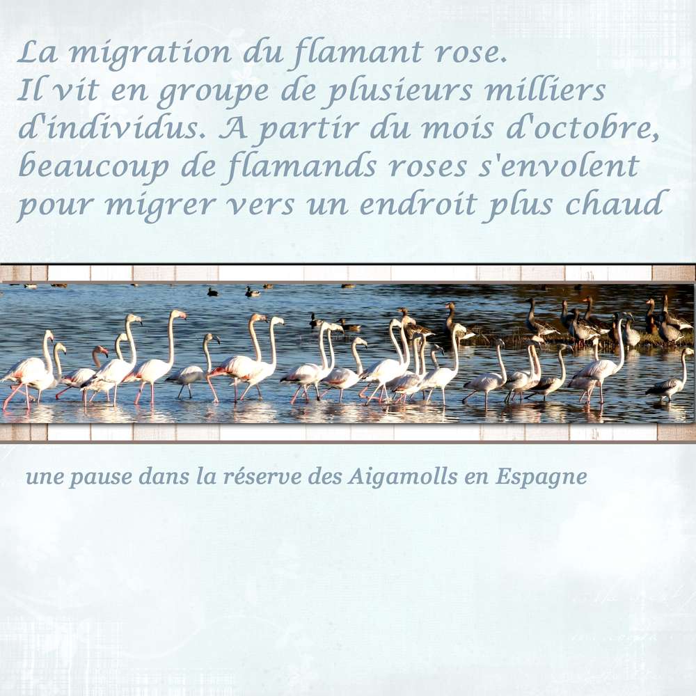 flamant-rose-d__fi-Corine_