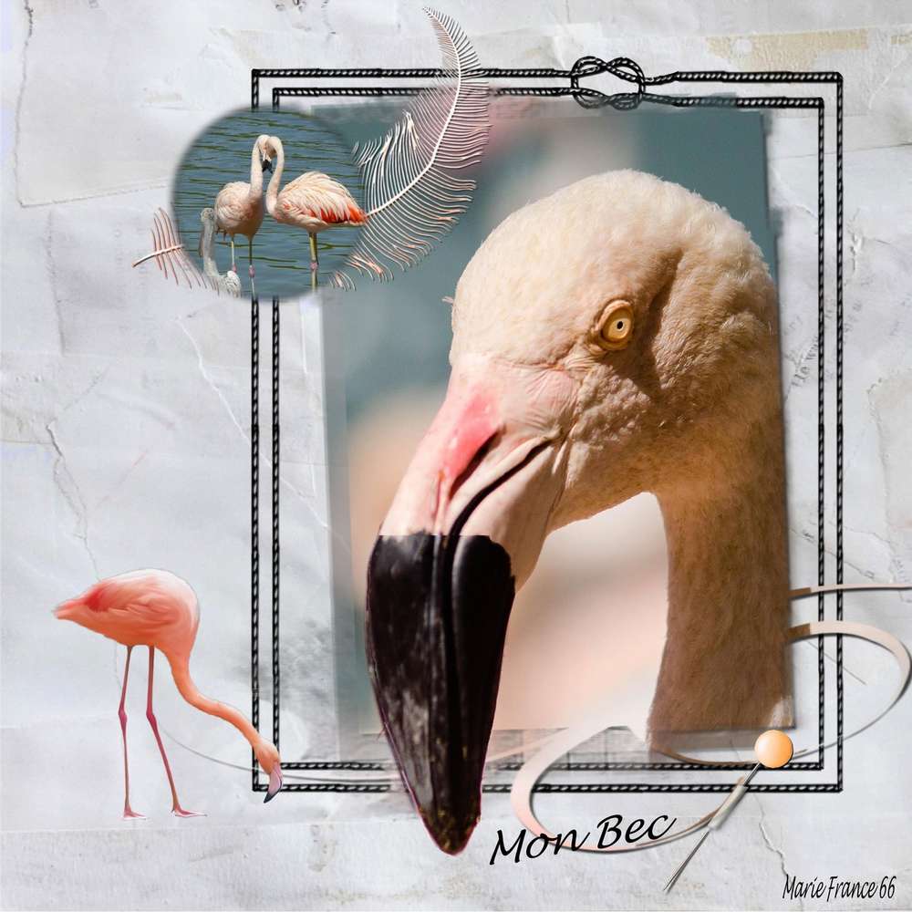 FLAMANT ROSE