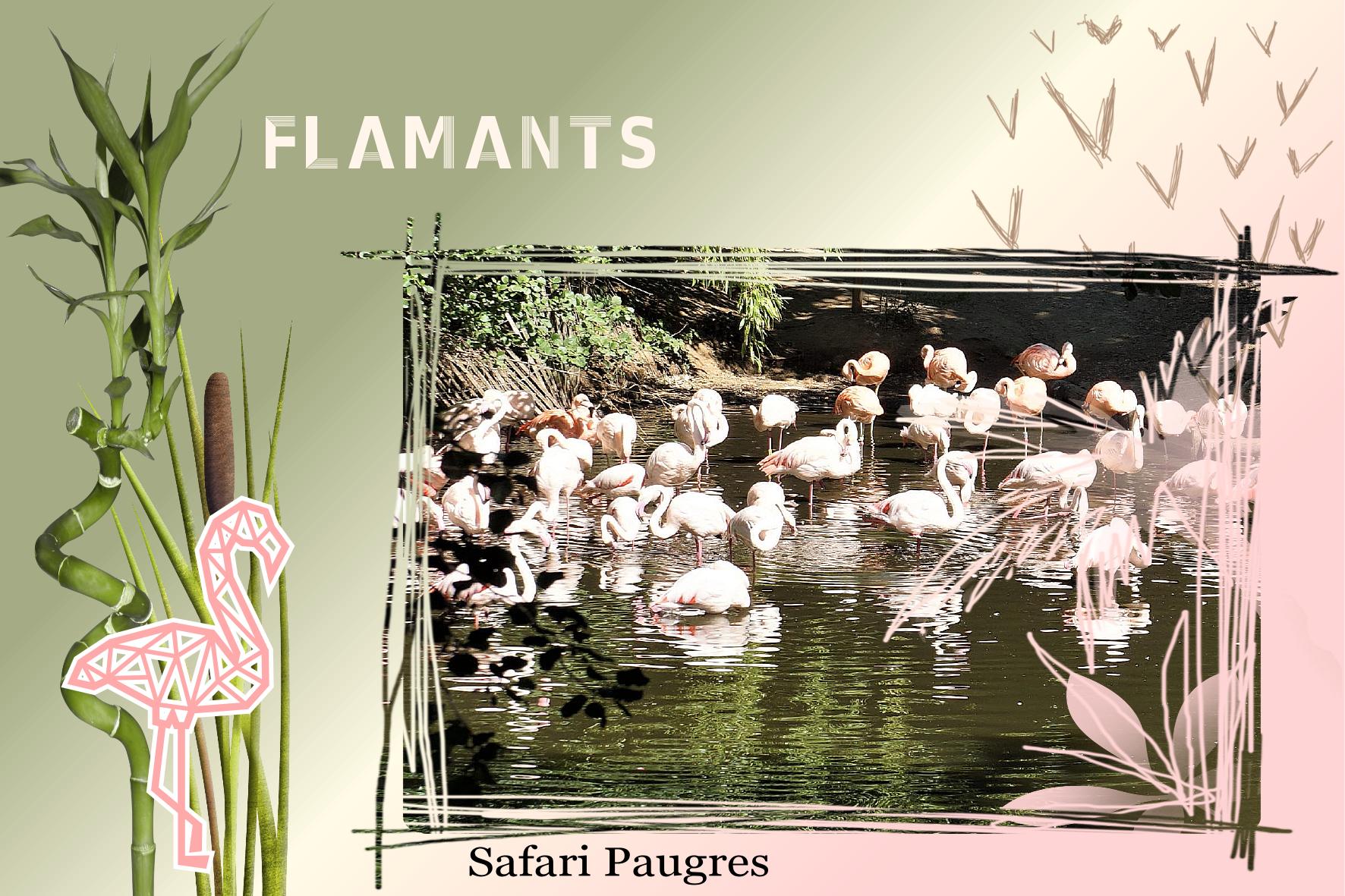 Flamants 29 08 2022.jpg