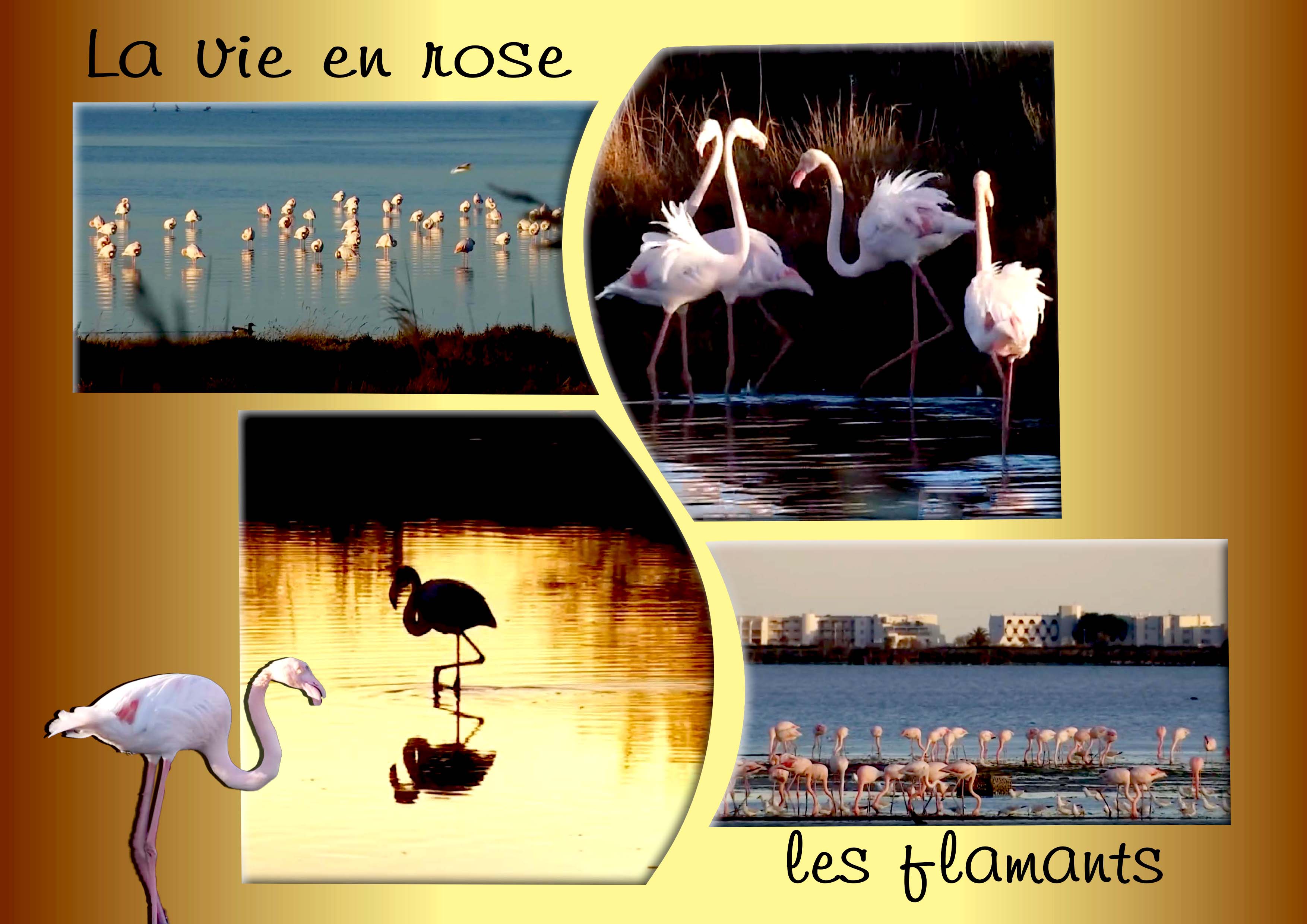 Flamants roses 01.jpg