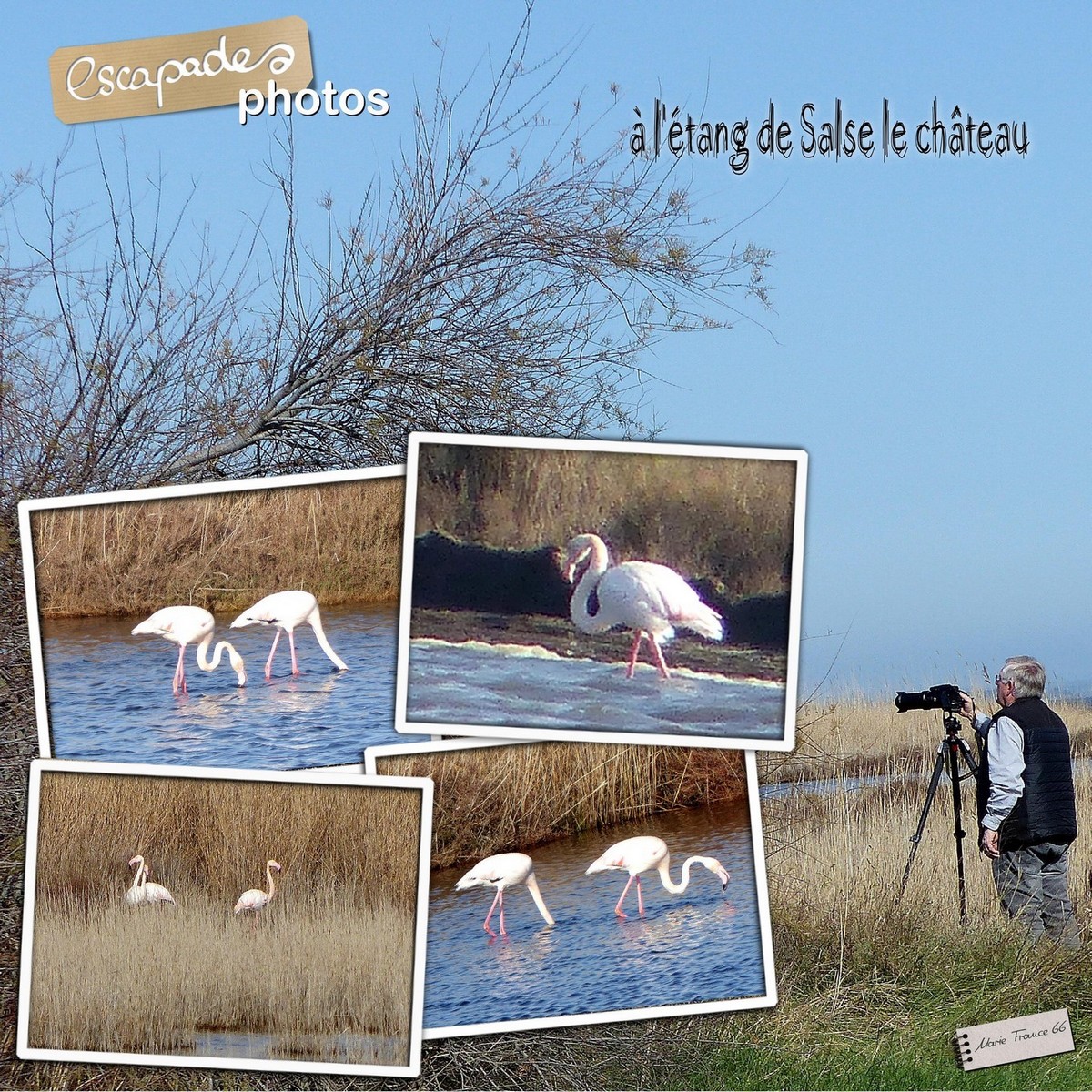 flamants roses etang de Salse le château 24.02.21 .jpg