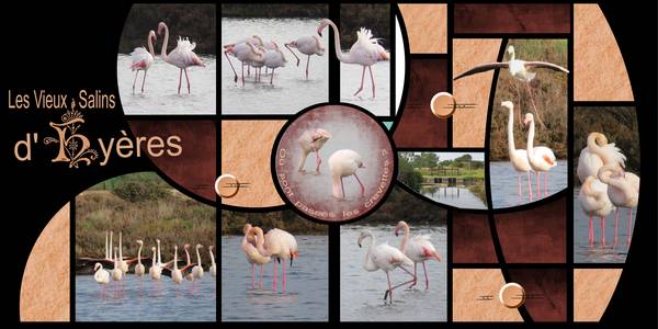 Flamants roses