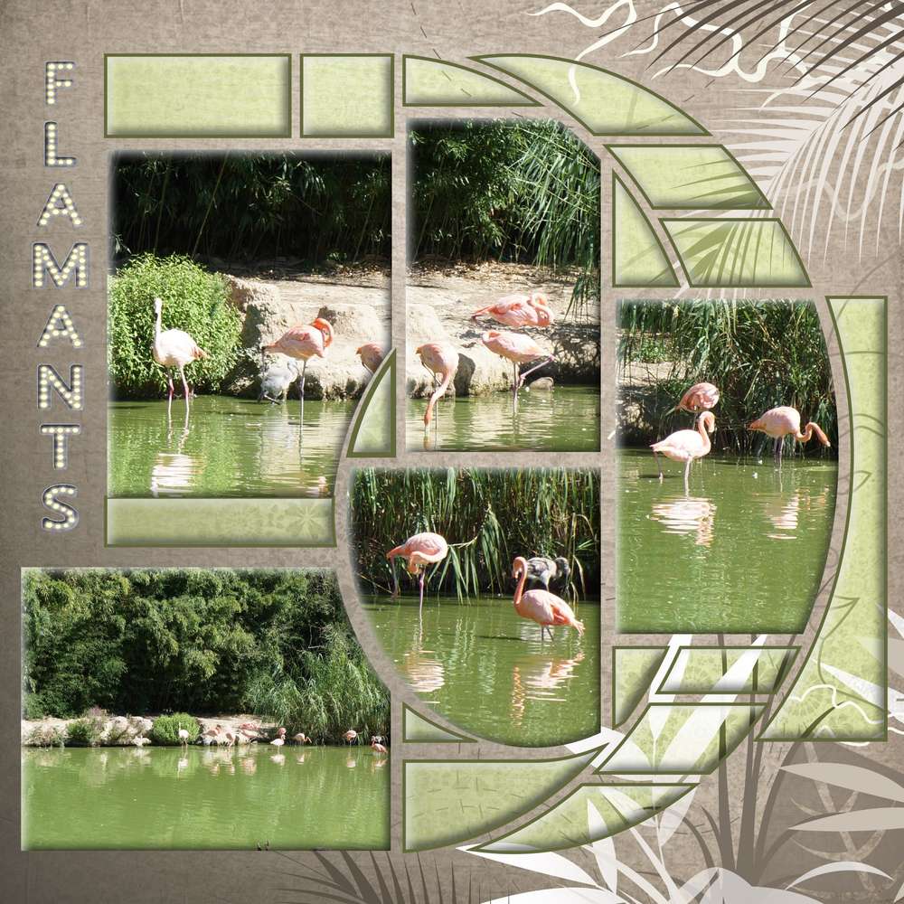 Flamants