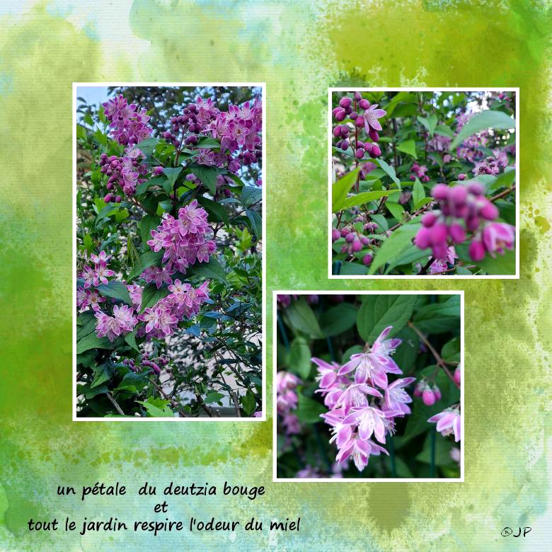 fleiurs au au jardin.jpg