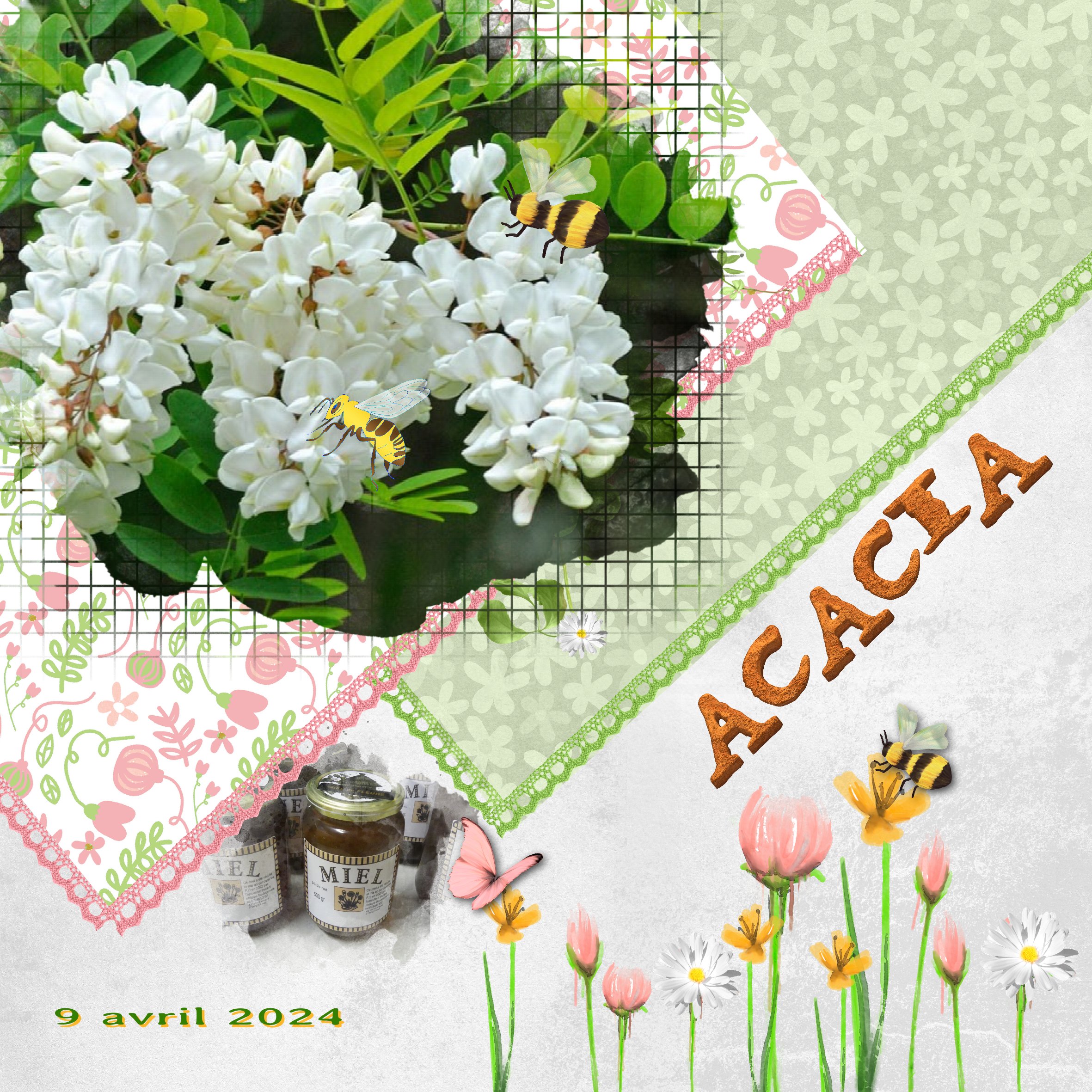 fleur acasia-miel.jpg