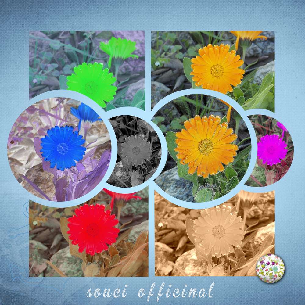 fleur-d__fi-gilberte