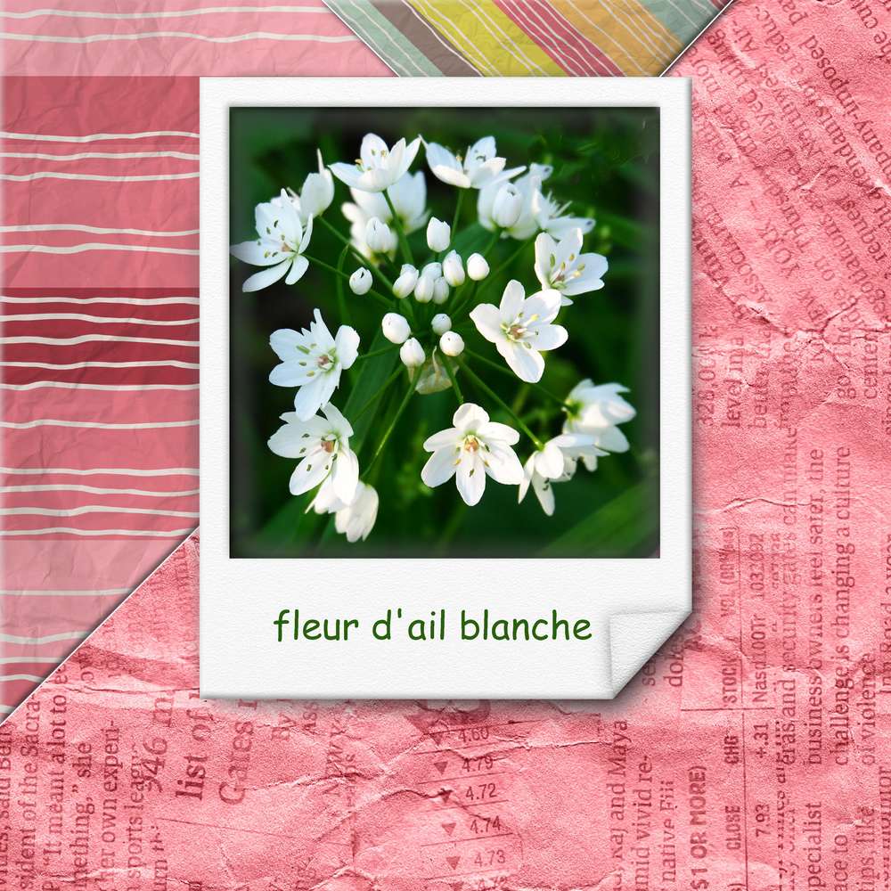 fleur d'ail blanche
