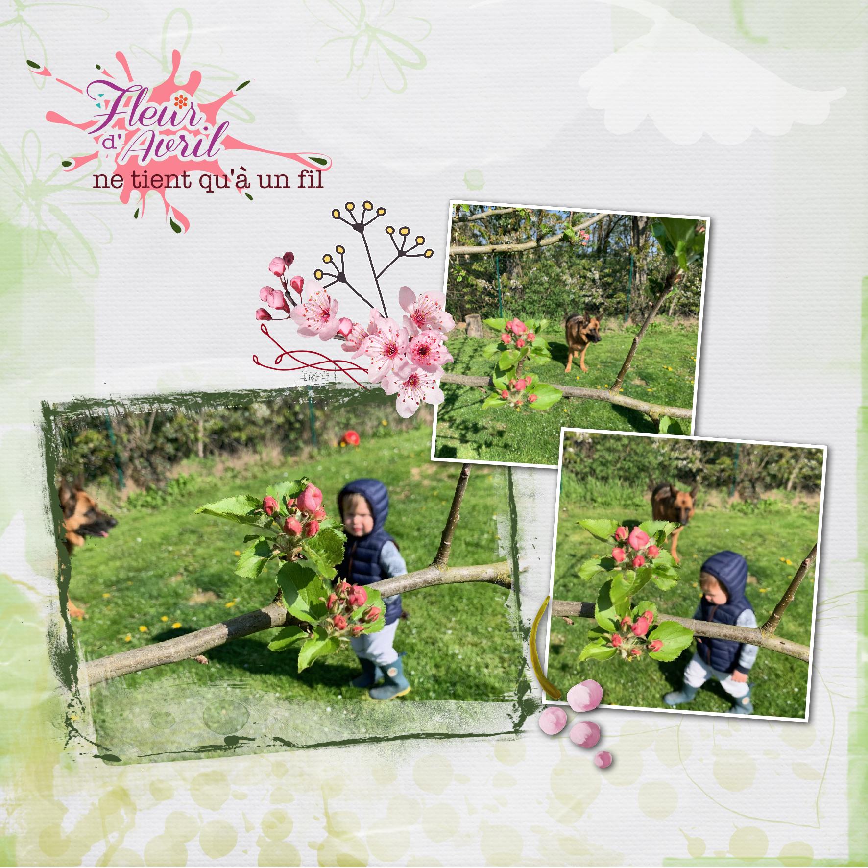 fleur d'avril.jpg