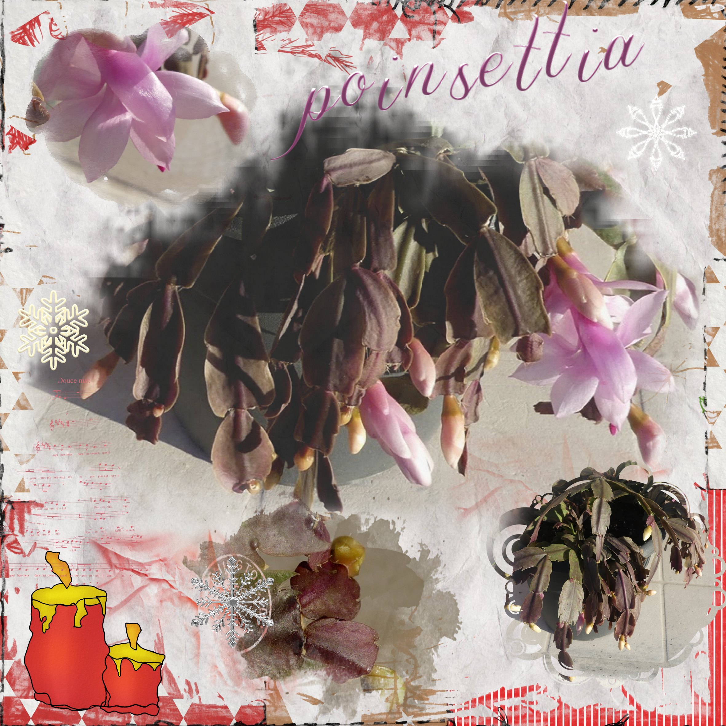 fleur de Noel.jpg Forum Le monde du Scrap