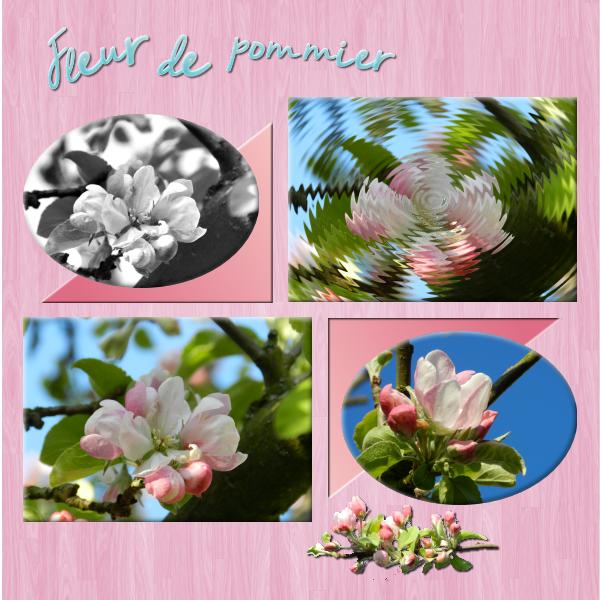 Fleur de pommier.jpg