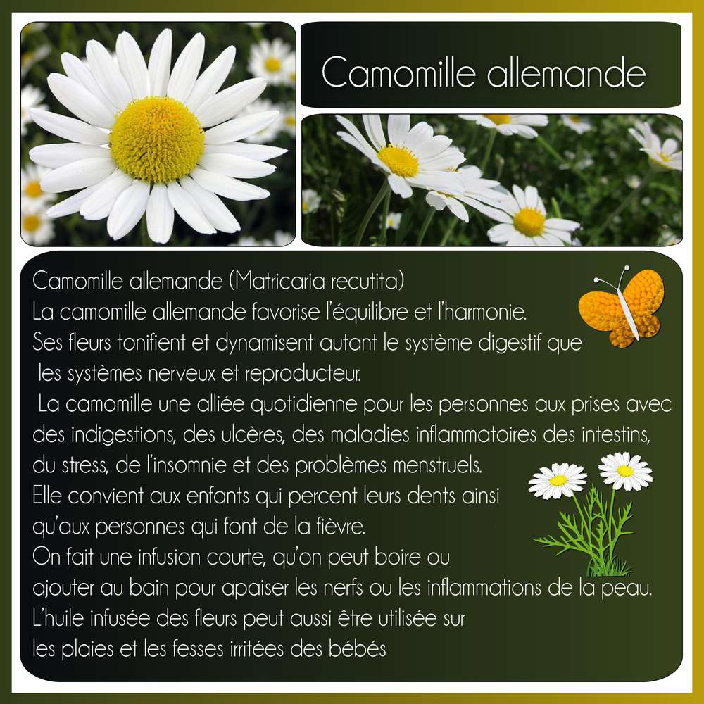 FLEUR MEDICINALE-CAMOMILLE ALLEMANDE