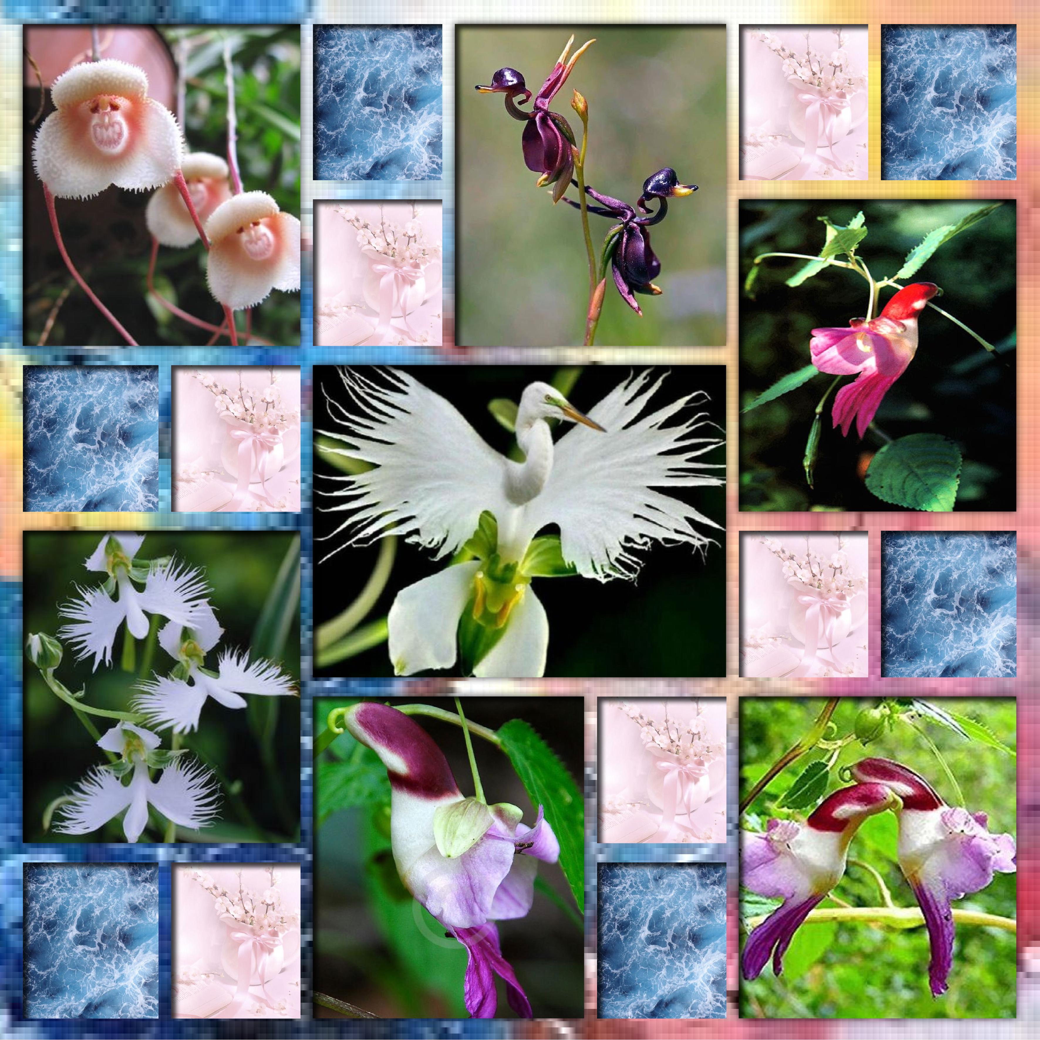 fleurs bizaroides.jpg