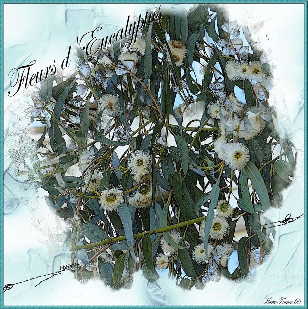 FLEURS D EUCALYPTUS