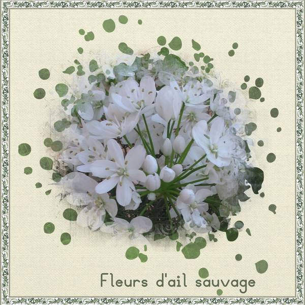 Fleurs d'ail sauvage
