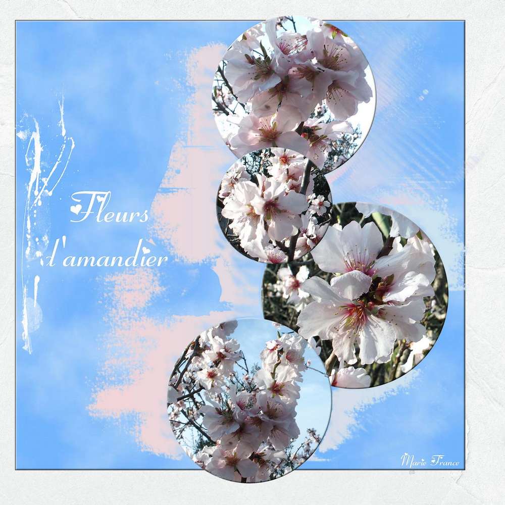Fleurs d'amandier