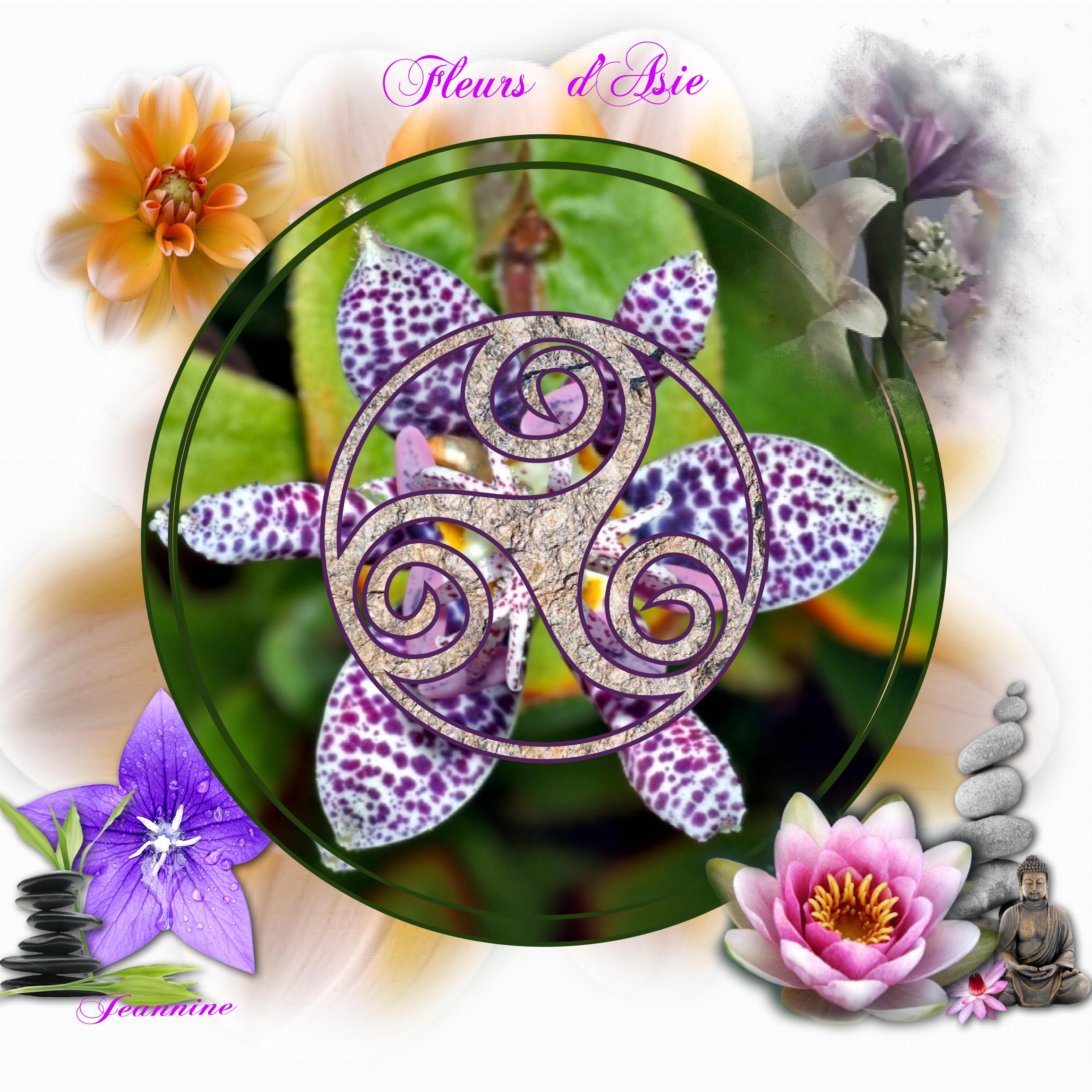 Fleurs  d'Asie  Jeannine.jpg