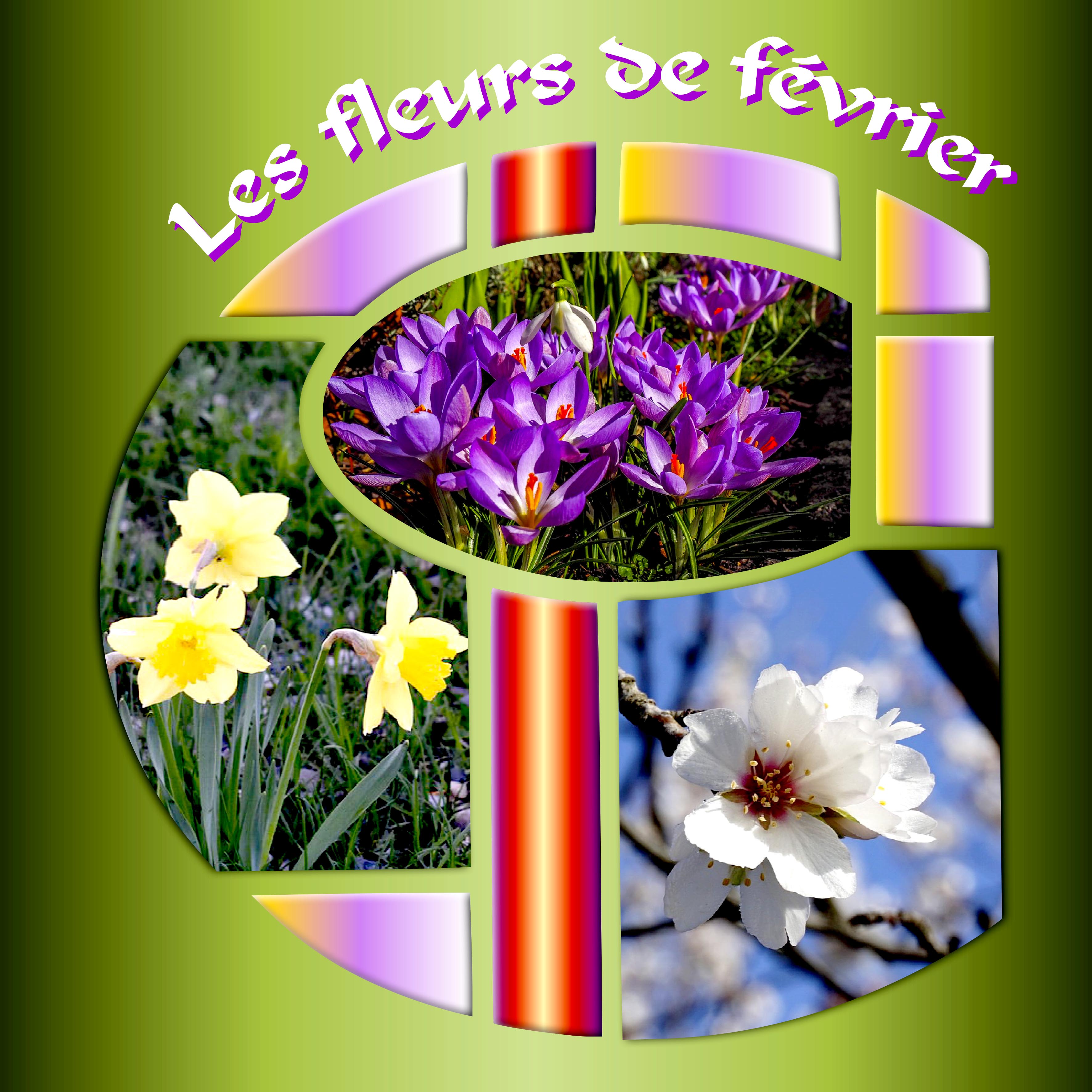 Fleurs de février
