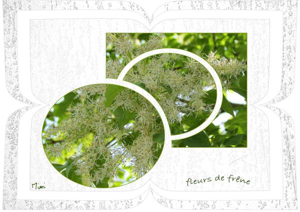 fleurs de frêne