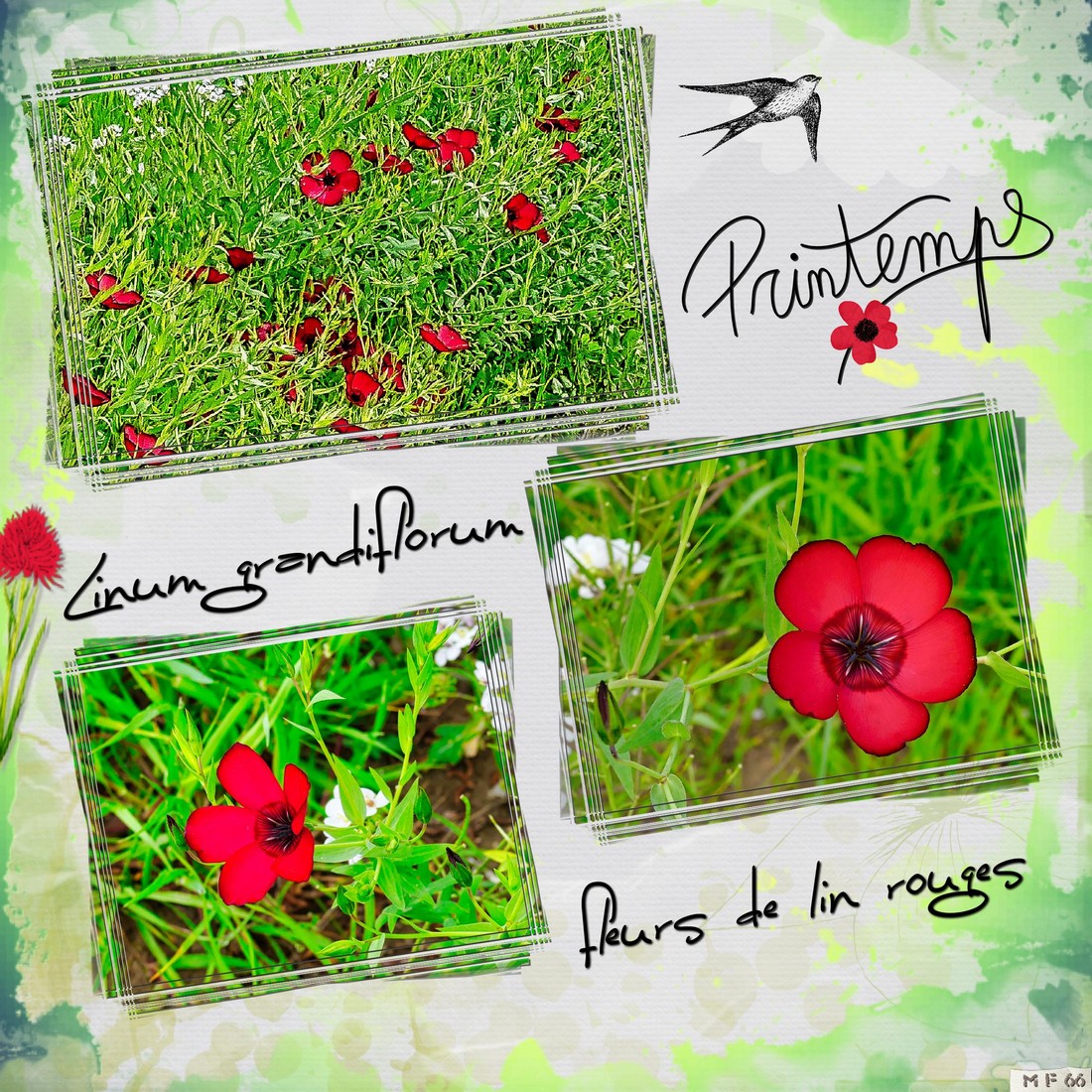 fleurs de lin (linum grandiflorum).jpg