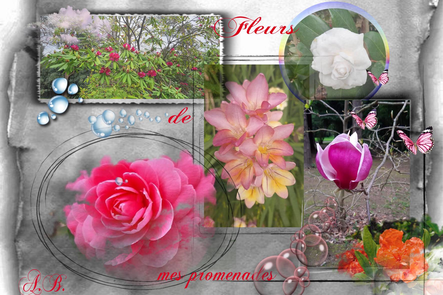 fleurs de mes promenades  Aurore.jpg