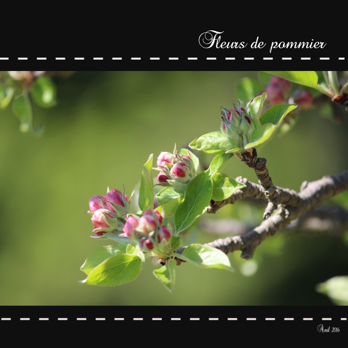 Fleurs de mon pommier 01