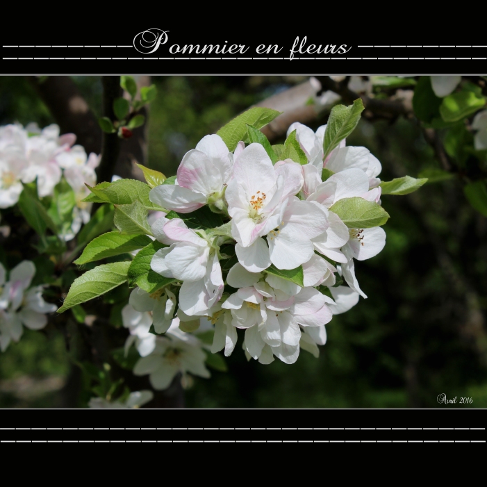 Fleurs de mon pommier 03