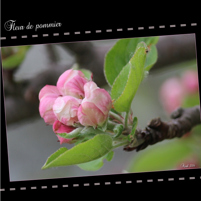 Fleurs de mon pommier 2