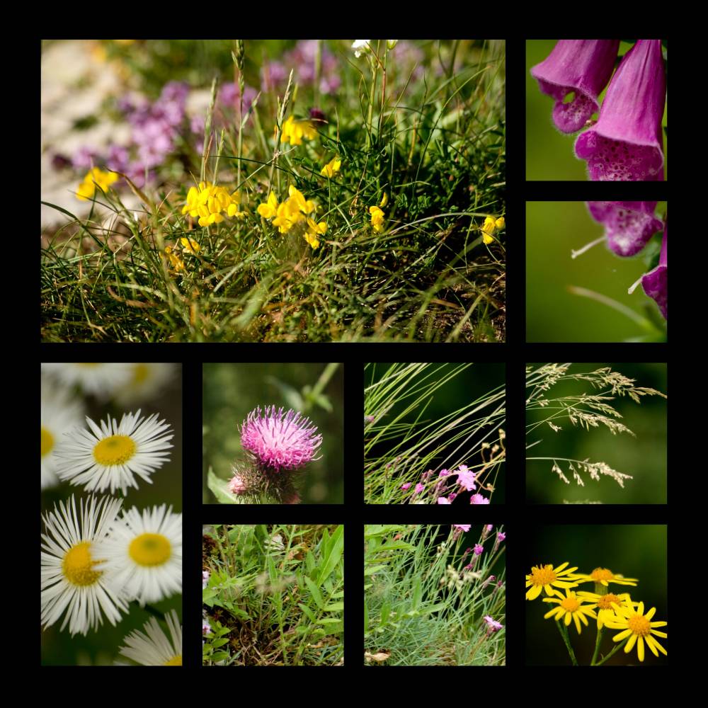 Fleurs de montagne