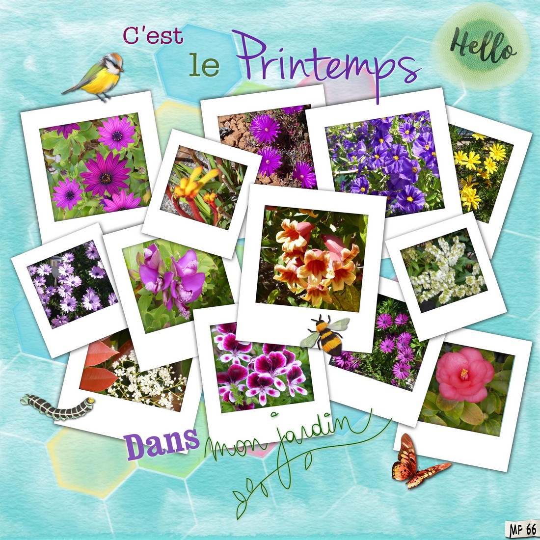 fleurs de motre jardin avril 2024- 2.jpg